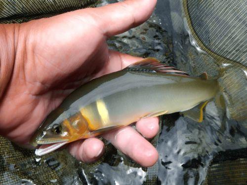 国产香鱼养殖技术视频教程,国产香鱼养殖全解析