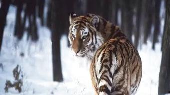 国产老虎简介大全视频下载,视频精华内容速览