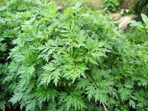 国产精品艾草小视频,国产精品小视频带你领略传统草药魅力